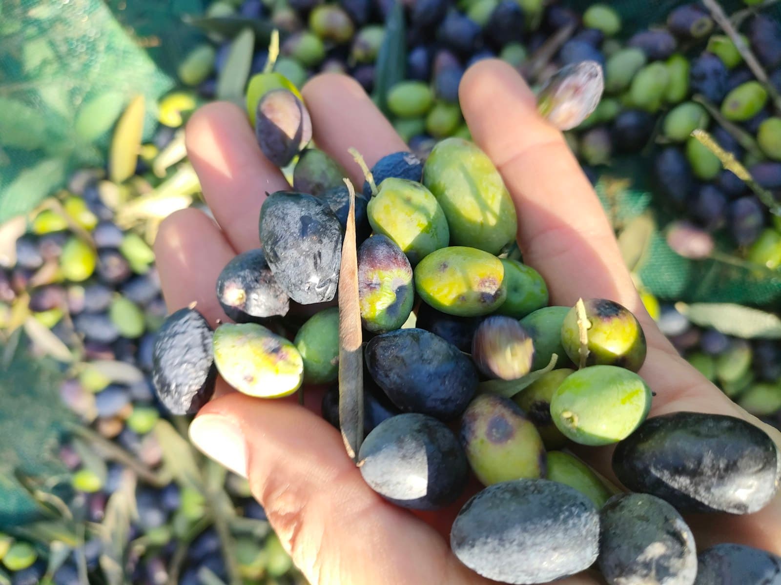 Hand full of olives