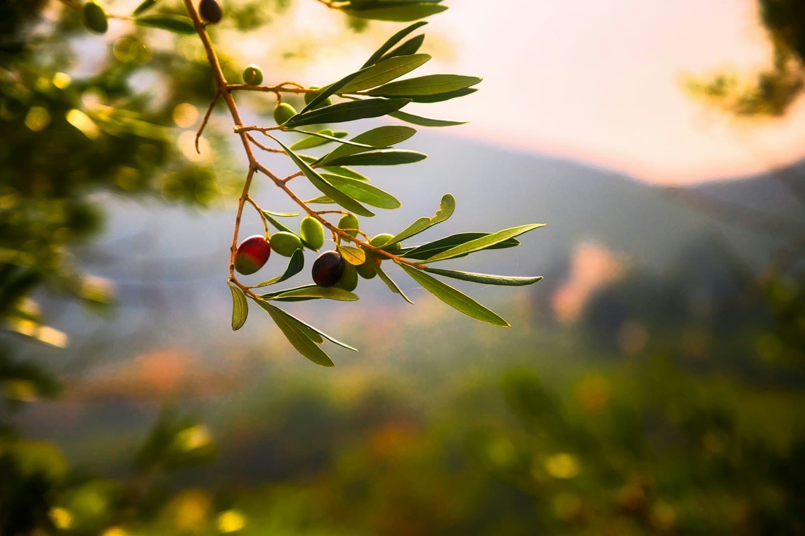 Maslinik u zalasku
