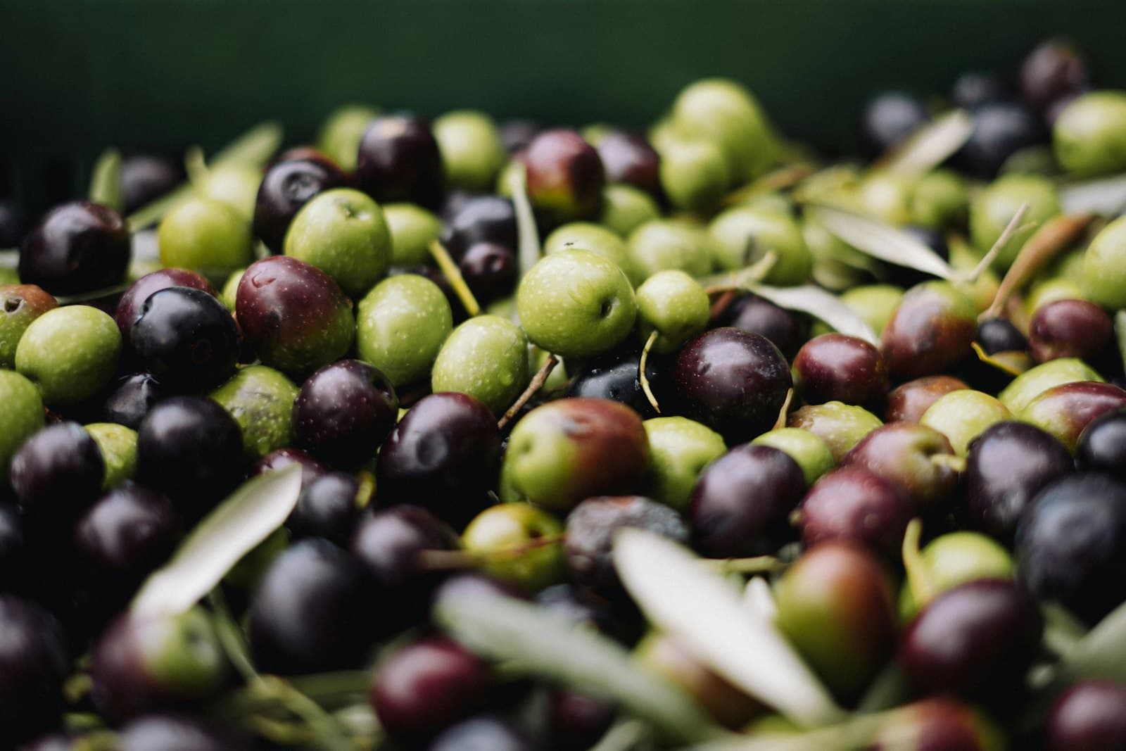 Green and black olives